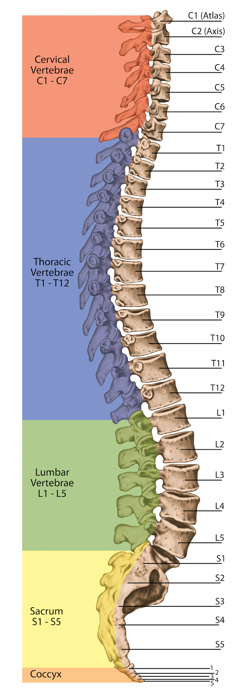 spine-side